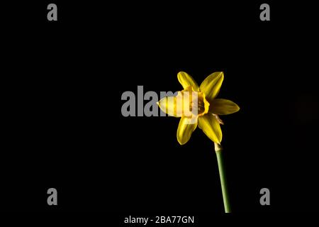 Daffodil fiore isolato su sfondo nero Foto Stock