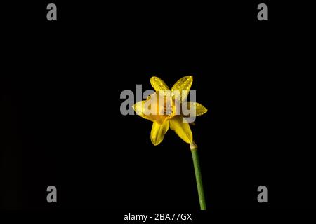 Daffodil fiore isolato su sfondo nero Foto Stock