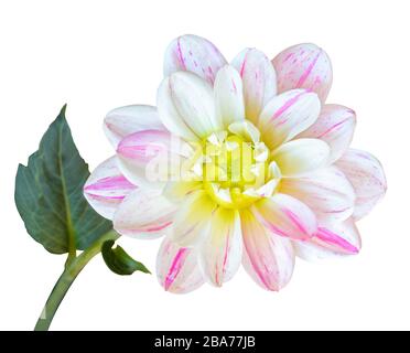 Bella Dahlia con fusto vegetale e foglia verde isolato su sfondo bianco, compreso il sentiero di taglio. Germania Foto Stock