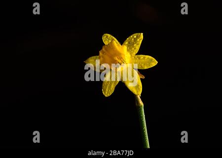 Daffodil fiore isolato su sfondo nero Foto Stock