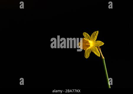 Daffodil fiore isolato su sfondo nero Foto Stock