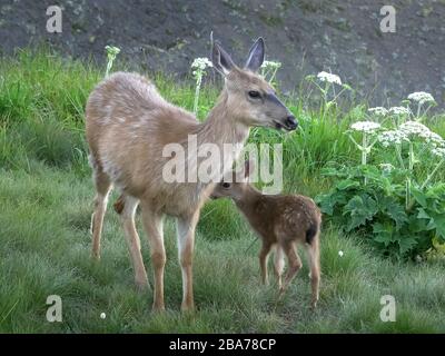 fawn cerca di succhiare dalla madre al crinale dell'uragano sulla penisola olimpica Foto Stock