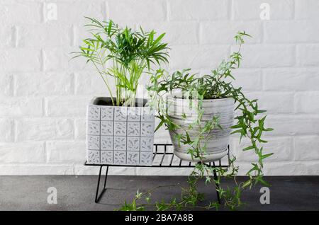 Belle piante in vaso Chamaedorea elegans e edy vicino a muro di mattoni bianchi. Foto Stock