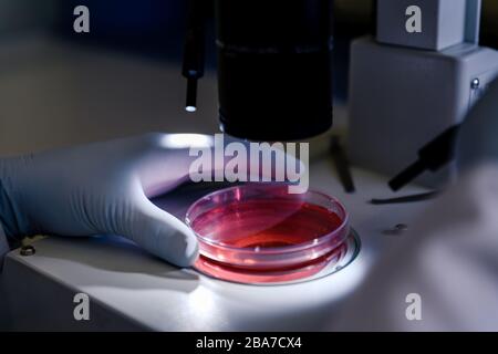 Colpo di closeup di una persona che studia particelle di coronavirus con un microscopio Foto Stock