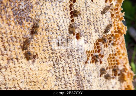 Fotogrammi di un alveare. Le api di occupato all'interno dell'alveare con open e cellule sigillate per il dolce miele. Ape Miele raccolto nel bel giallo favo di miele. Foto Stock