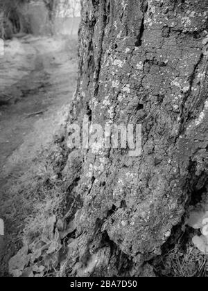 Paesaggio bianco e nero, Lichen su Oak Tree, Ridgeway National Trail, Chiltern Hills, Foto Stock