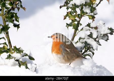 Robin Erithacus rubecula, sotto la boscaglia agrida nella neve, Aberdeenshire Foto Stock