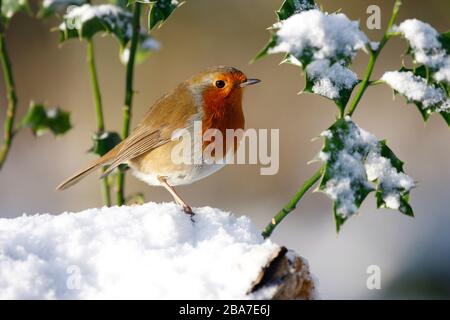 Robin Erithacus rubecula, sotto la boscaglia agrifoglio nella neve Aberdeenshire Foto Stock