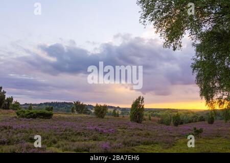 Bellissimo tramonto durante la fioritura della brughiera nel parco naturale (riserva naturale) Luneburg Heath, Germania del Nord. Schöner Sonnenuntergang während der He Foto Stock