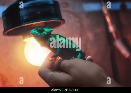 Primo piano di un camaleonte comune sulla mano di un uomo vicino a una lampada a led Foto Stock