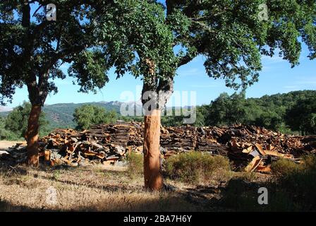 Cork Oak Farming nella Sierra de Grazalema, Grazalema, Andalusia, Spagna. Foto Stock