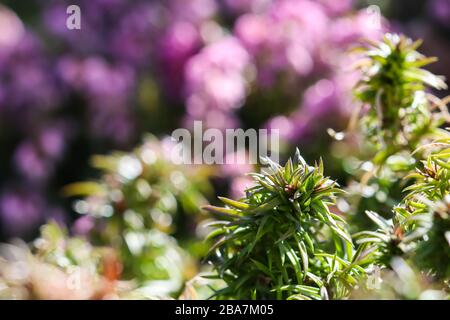 Sfondo verde di lunghi steli sparsi, fogliame e boccioli di fiori flox striscianti nel giardino. Natura sfondo, concetto botanico Foto Stock