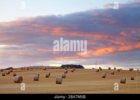 Balle di paglia al tramonto vicino al villaggio di Tytherington nella valle di Wylye nel Wiltshire. Foto Stock