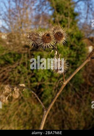 Le bave con gancio della testa del Lesser Burdock le danno il nome di "bulbo appiccicoso", Foto Stock