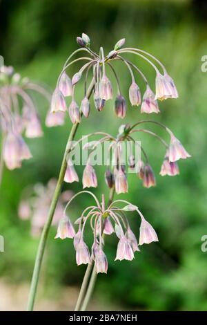 Nectaroscordum siculum, Allium nectaracsardium, Allium siculum, aglio al miele, giglio di miele siciliano, aglio al miele siciliano, o campane mediterranee Foto Stock