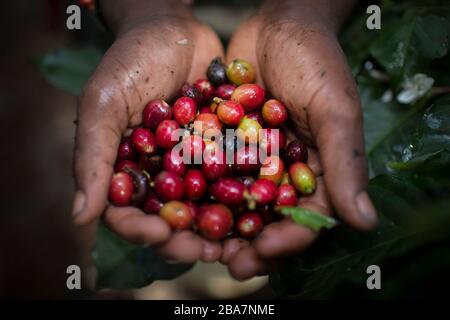 Raccolta di caffè nella periferia di Nairobi, Kenya, 10 novembre 2015 Foto Stock