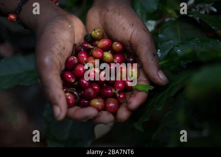 Raccolta di caffè nella periferia di Nairobi, Kenya, 10 novembre 2015 Foto Stock