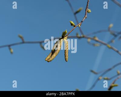 Un primo piano dei catkins di Betula papyrifera contro un cielo azzurro chiaro Foto Stock
