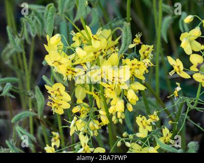 Un gruppo di fiori gialli stellati di Epimedium pinnatum subsp colchium Foto Stock