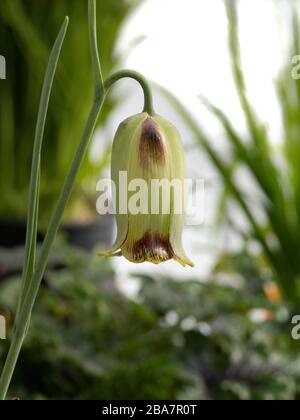 Un primo piano di un singolo fiore color crema e marrone di Fritillaria acmoopetala Foto Stock