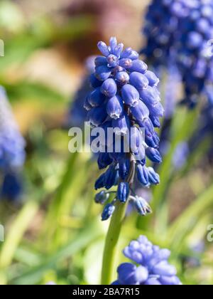 Un primo piano di un unico fiore giacinto di uva Foto Stock