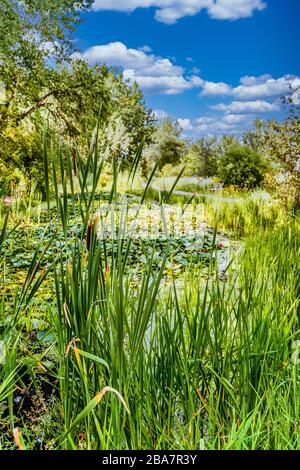 Cat Tails in Wetland Marsh Foto Stock