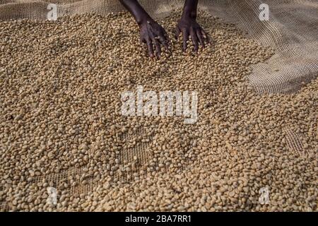 Raccolta di caffè nella periferia di Nairobi, Kenya, 10 novembre 2015 Foto Stock