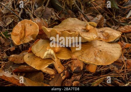 Grumo di bolete bovino, Suillus bovinus, in pineta, Foresta Nuova. Foto Stock