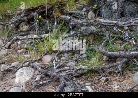 Blue Harebell fiorito sulla costa a Loch Insh Foto Stock