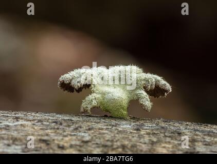 Split Gill, comune di Schizophyllum, funghi che crescono su corteccia di faggio, New Forest. Foto Stock