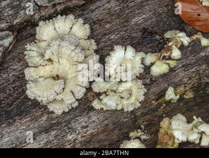 Split Gill, comune di Schizophyllum, funghi che crescono su corteccia di faggio, New Forest. Foto Stock