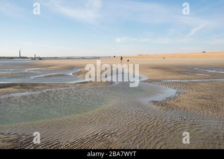 Hayling Island, vicino a Portsmouth, Hampshire con bassa marea con un cane a passeggiarsi sulla spiaggia in una bella giornata di sole Foto Stock