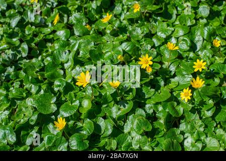 Fresco vibrante giallo fiori di primavera, foglie muro. Live muro di paesaggio fiorito. Erba verde con fiori primaverili fiore modello in giardino sfondo. FLA Foto Stock
