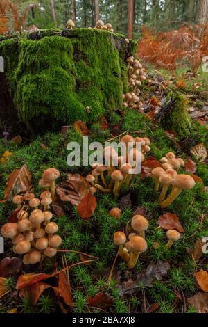 Grumi di tuft di zolfo, Hypholoma fasciculare, raggruppati intorno a vecchio moncone di conifere, New Forest. Foto Stock