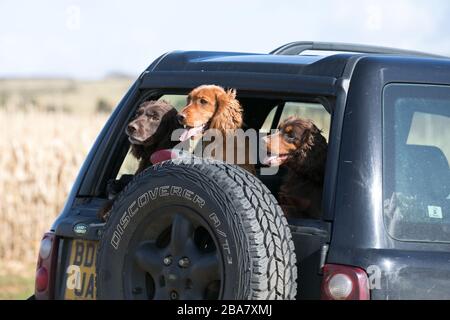 Cani nel retro della macchina Foto Stock
