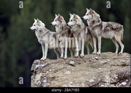 Quattro lupi (Canis lupus) (c) su masso di granito, Scozia Foto Stock