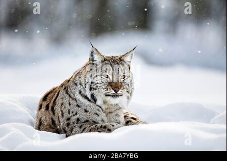 Eurasian Lynx (Lynx Lynx) (c) seduta nella neve in una situazione controllata, Ranua, Finlandia Foto Stock