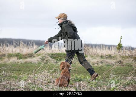 Spaniel cocker d'oro Foto Stock