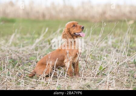 Spaniel cocker d'oro Foto Stock