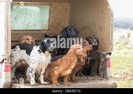 Gundogs dietro un camion Foto Stock