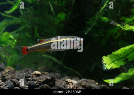 White Cloud Mountain Minnow, Tanichthys albonubes Foto Stock