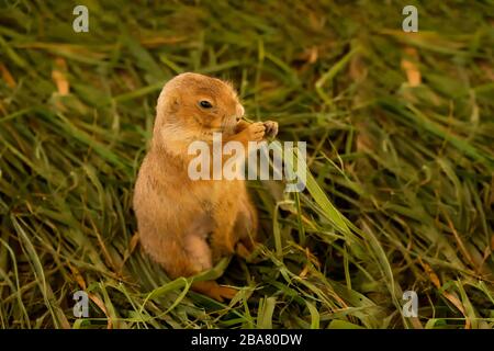 Cane della prateria dalla coda nera (Cynomys ludovicianus) al Badlands National Park nel South Dakota. Foto Stock