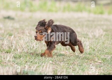 Il cocker che lavora spaniel gundog Foto Stock