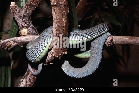 Hagen's pit viper, Trimeresurus hageni Foto Stock