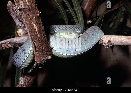 Hagen's pit viper, Trimeresurus hageni Foto Stock