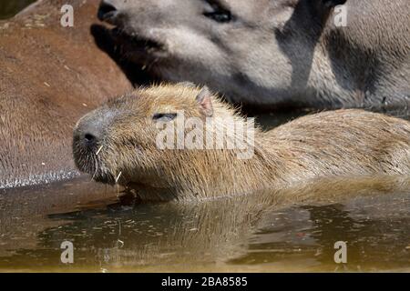 Primo piano del profilo capybara (Hydrochoerus hydrochaeris) in acqua accanto ad un tapir Foto Stock