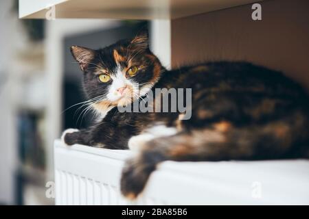 Il gatto domestico carino sta distendendosi sul radiatore caldo a casa. Foto Stock