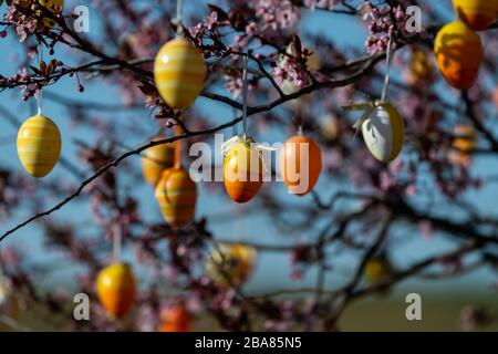 Moritzburg, Germania. 23 marzo 2020. Le uova di Pasqua sono appese a un albero che si trova su un'isola di traffico. Credit: Robert Michael/dpa-Zentralbild/dpa/Alamy Live News Foto Stock