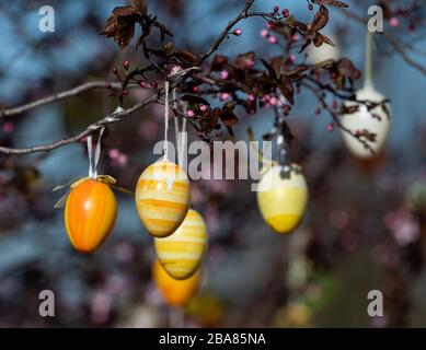 Moritzburg, Germania. 23 marzo 2020. Le uova di Pasqua sono appese a un albero che si trova su un'isola di traffico. Credit: Robert Michael/dpa-Zentralbild/dpa/Alamy Live News Foto Stock