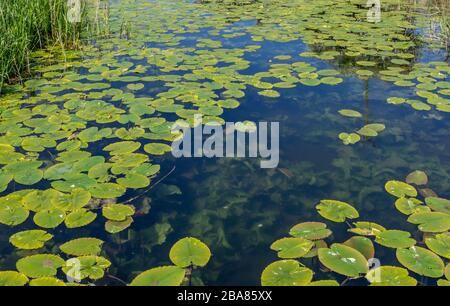 Gigli d'acqua sul canale di Pocklington in una luminosa giornata di sole. Foto Stock